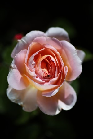 Romantic Rose